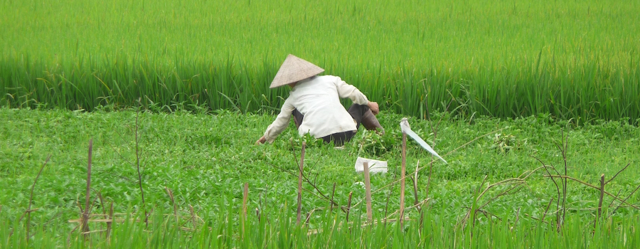 Water is central to life in Thai Binh province, and a changing climate is having an impact on rice harvesting. Typically the harvest wouldnít begin until June, but in some parts of the province this year, it has already begun.