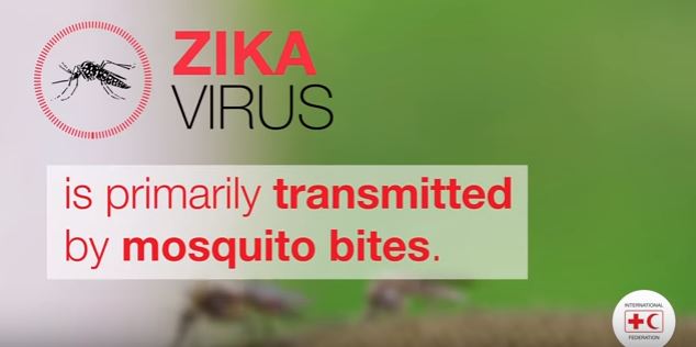 Zika mosquito picture